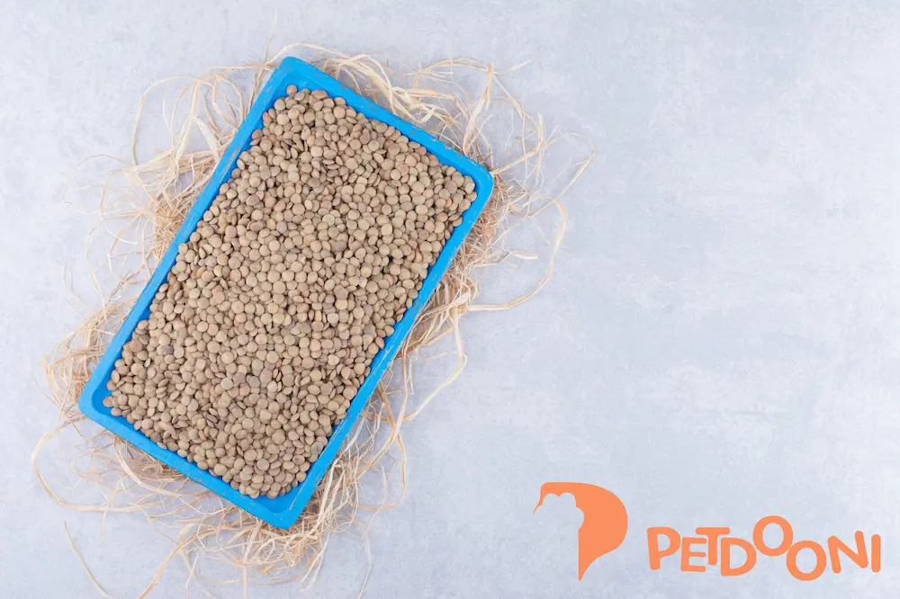 راهنمای انتخاب بهترین خاک گربه برای کاهش بوی نامطبوع آن | پت شاپ آنلاین پت دونی 1404